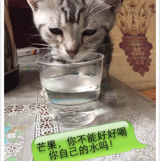 办假的马尔代夫护照